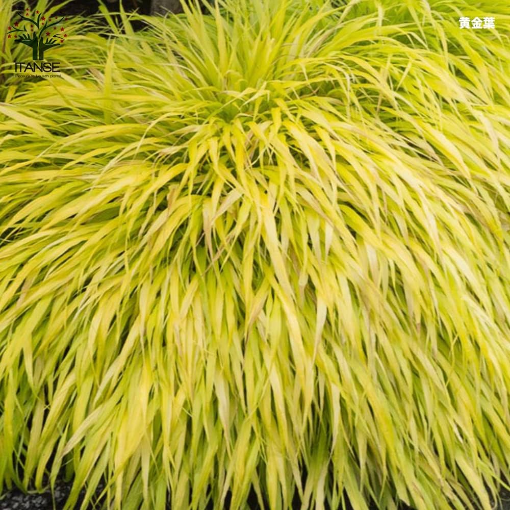 No.56 風知草の根洗い No.56 風知草の根洗い